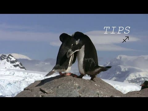Thumbnail for Tips เอาใจชาวราศีธนู (Sagittarius 22 พ.ย.- 21 ธ.ค.) by Tarot With Sagi